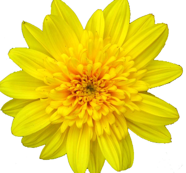 daisies clipart color