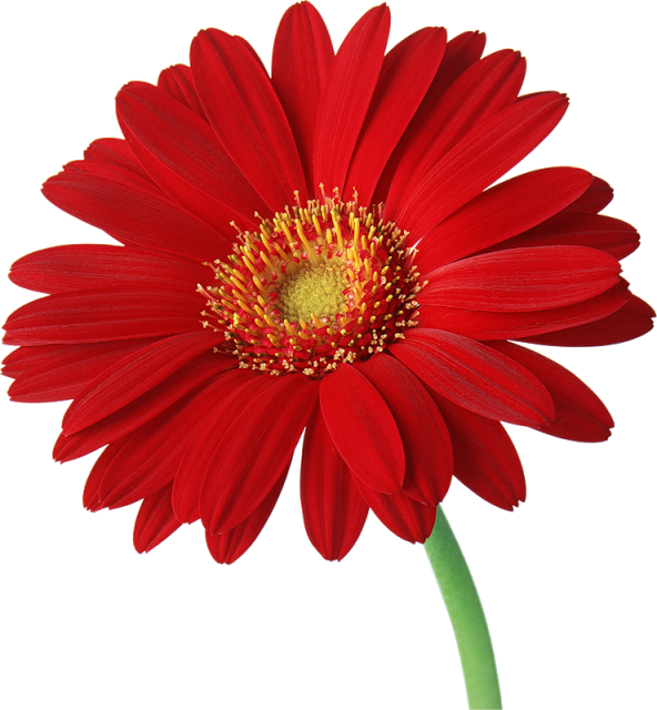 daisies clipart colorful daisy