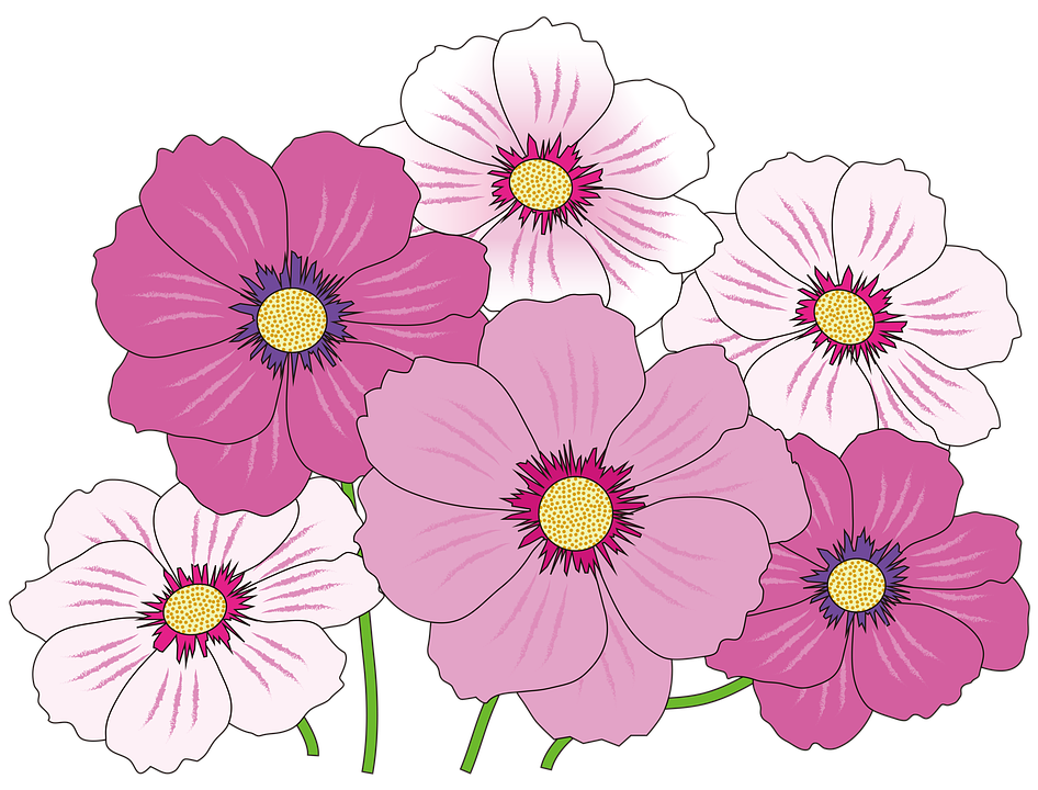 daisies clipart colorful daisy