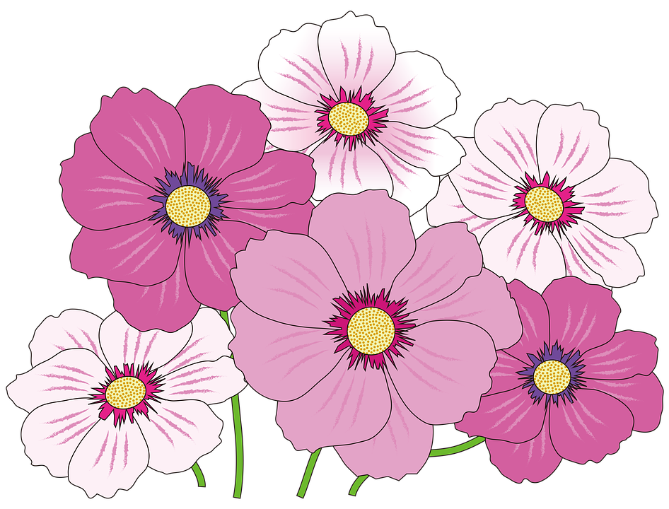 Daisies clipart colorful daisy. Gerbera shop of library