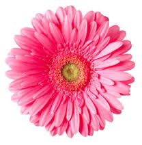 Daisy clipart gerber daisy. Free gerbera cliparts download