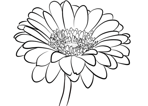 Gerbera daisy coloring page. Daisies clipart colouring