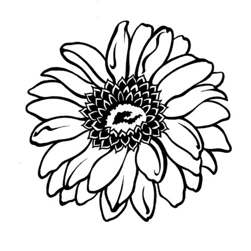 Daisies clipart colouring. Gerbera daisy coloring pages