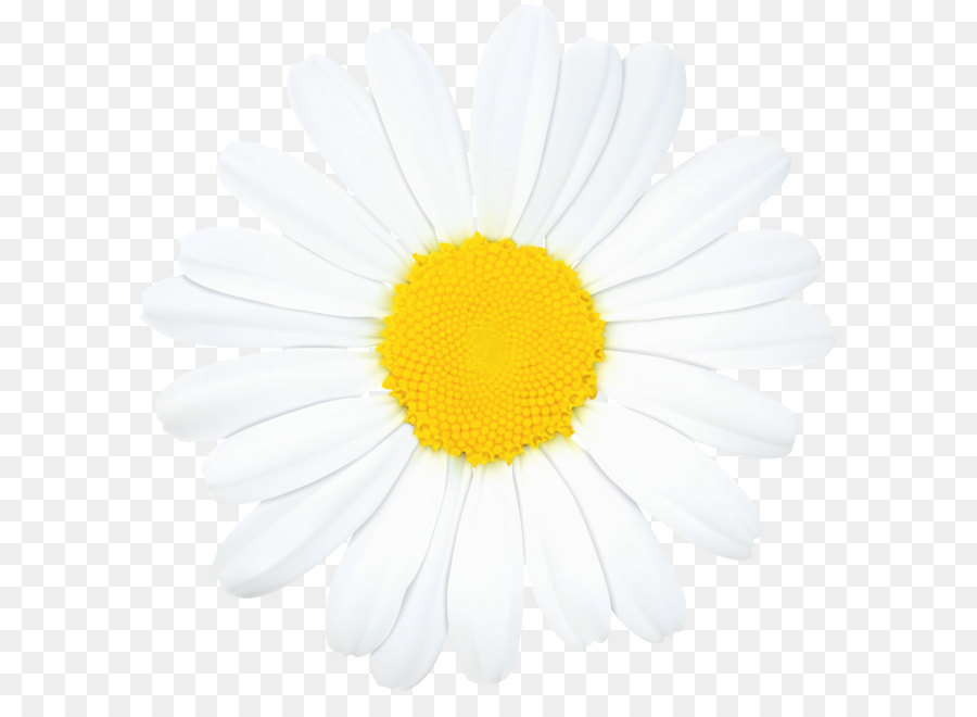 Cartoon sunflower png download. Daisy clipart dais
