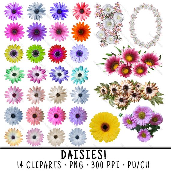 daisies clipart daisy petal