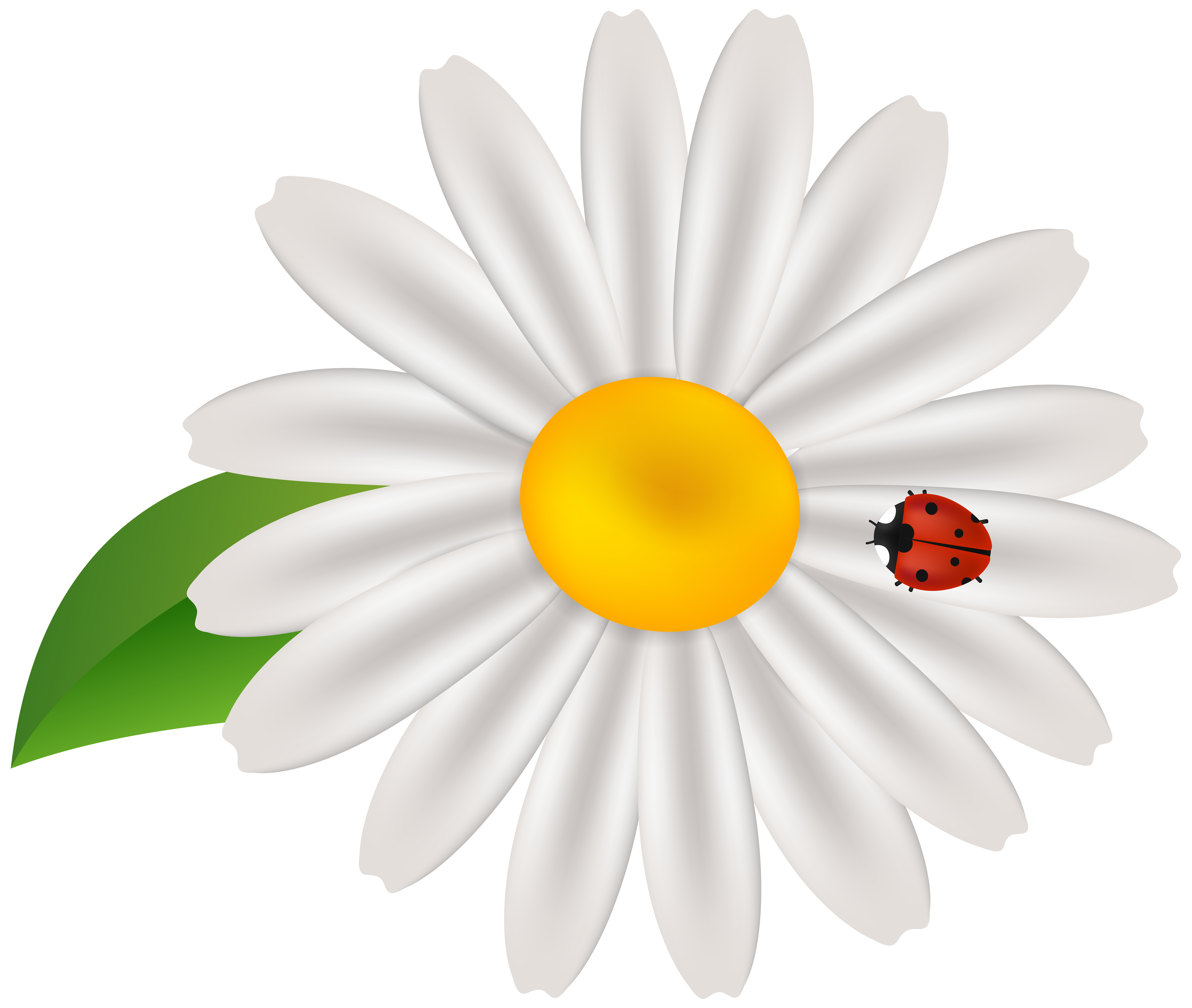 daisy clipart springtime flower