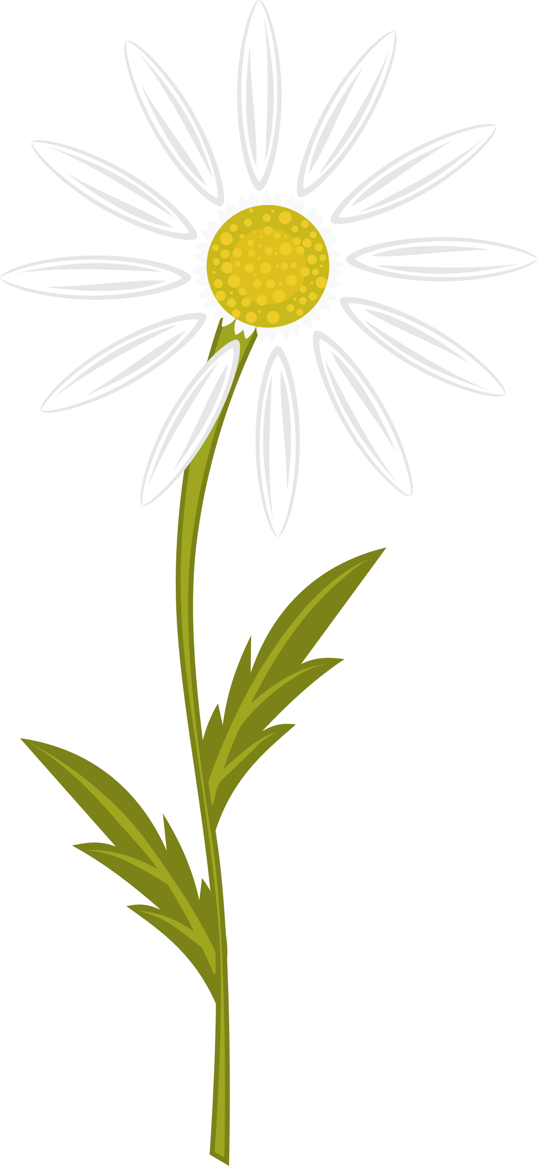 daisies clipart design
