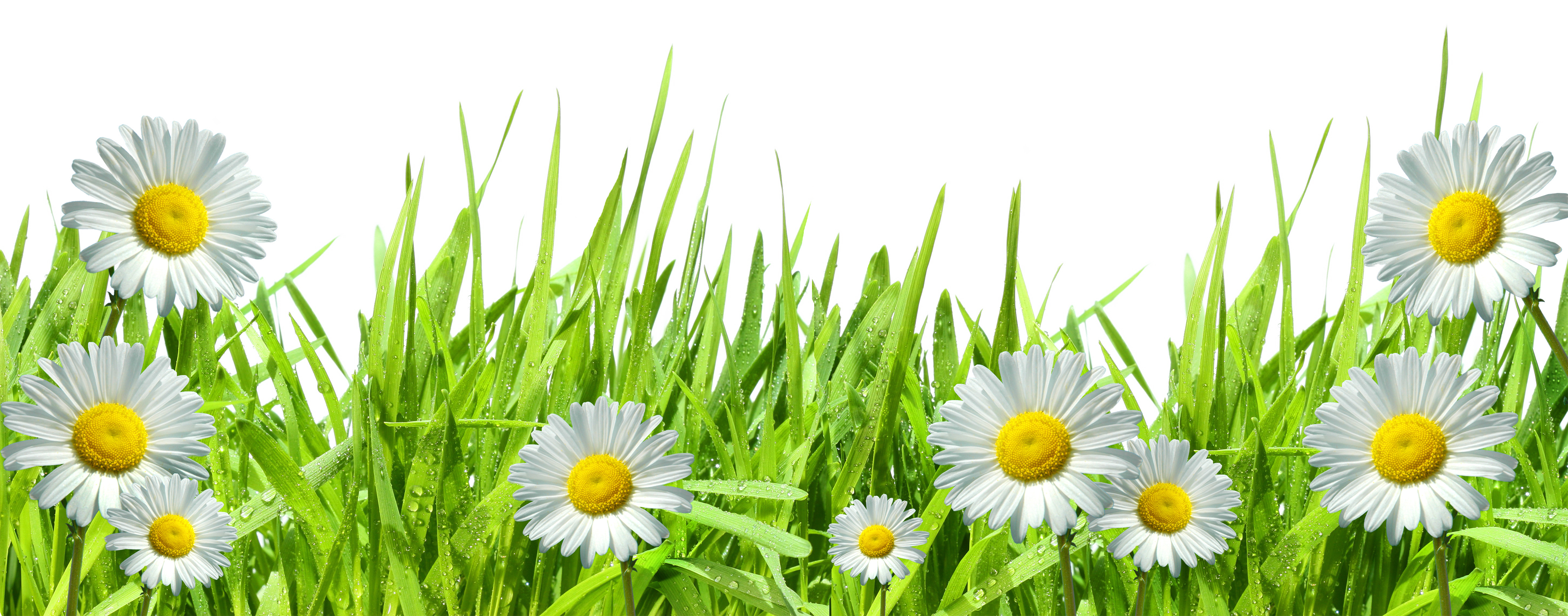 daisies clipart field daisy