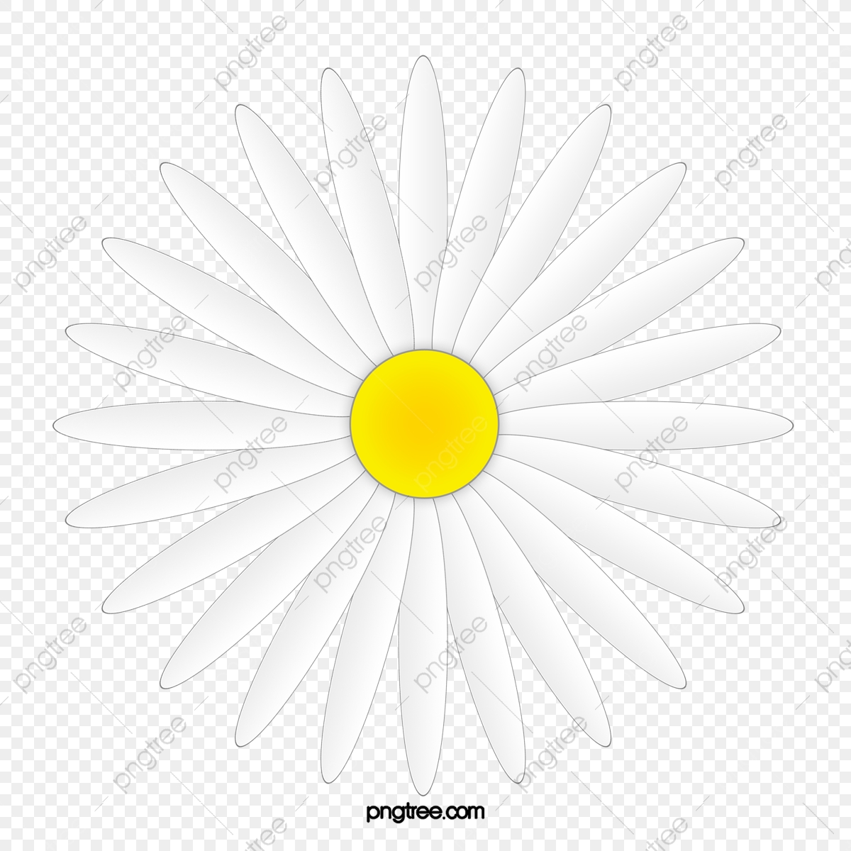 White flower daisy png. Daisies clipart file