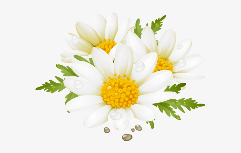 Download Daisy clipart flores, Daisy flores Transparent FREE for ...