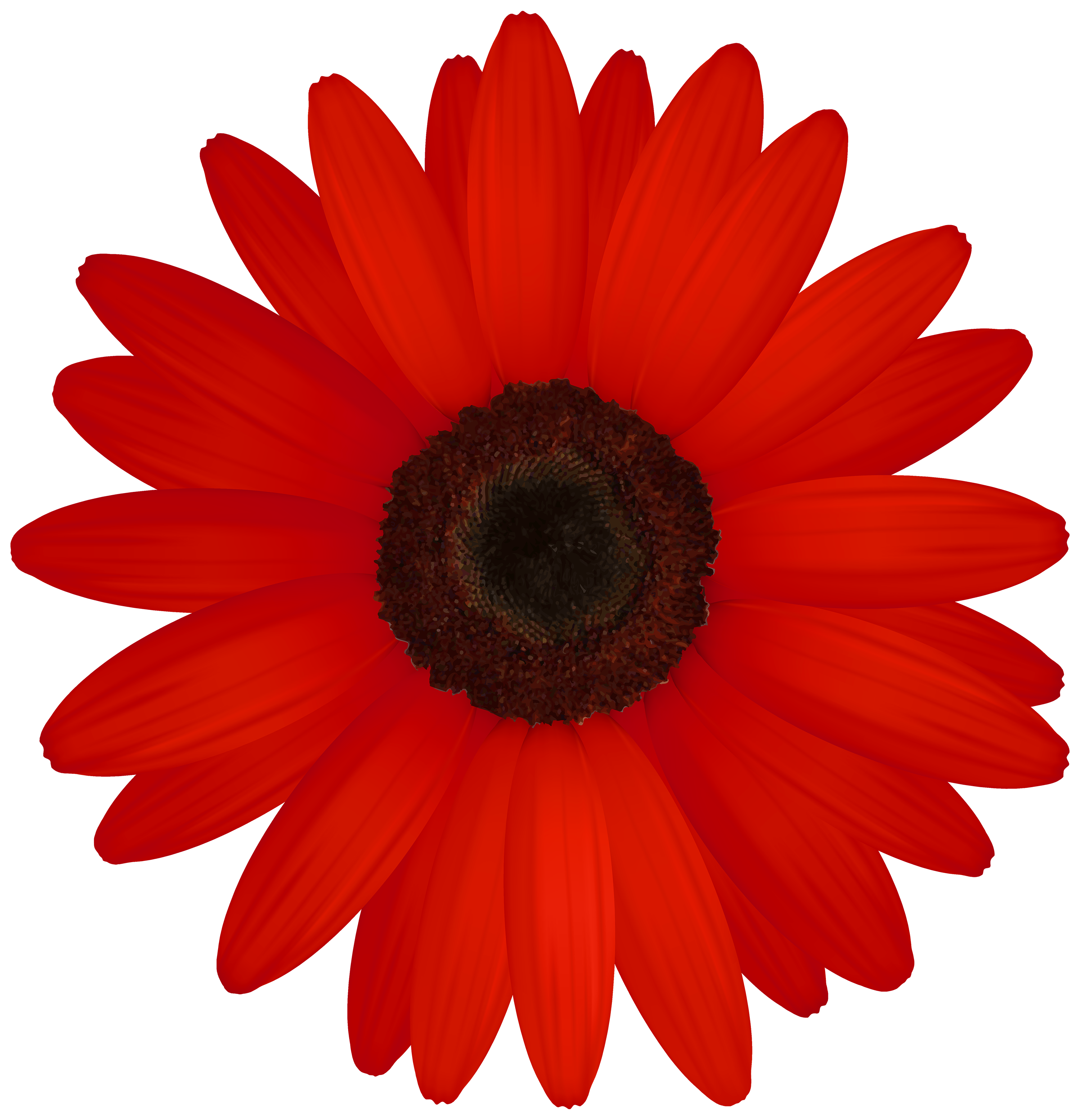 Daisy clipart white color. Red flower flowers healthy