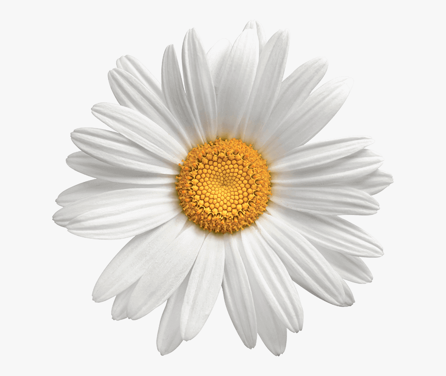 Daisies clipart flower head. Transparent background daisy png