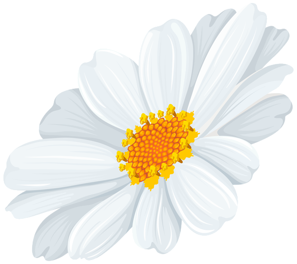 Gallery free pictures . Daisies clipart four flower