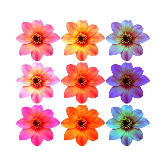 Daisies clipart garden tour. Daisy dahlia flower invitation