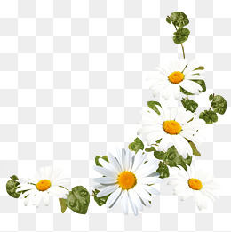 daisies clipart graphic
