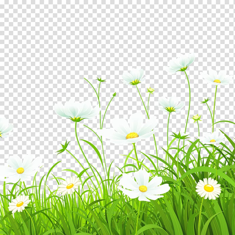 Daisy clipart high grass. White flowers illustration flower