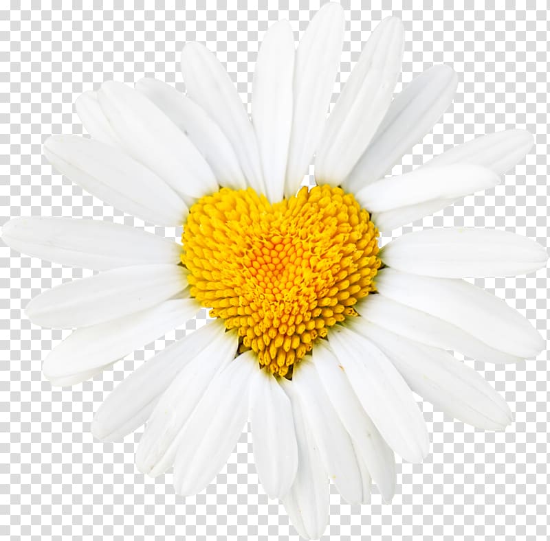 daisy clipart heart