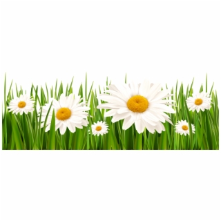 daisies clipart high grass