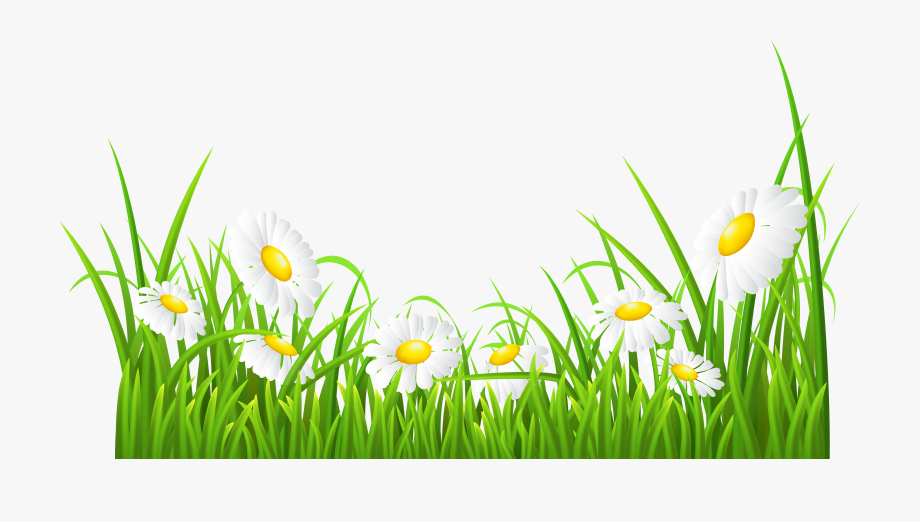 daisies clipart high grass