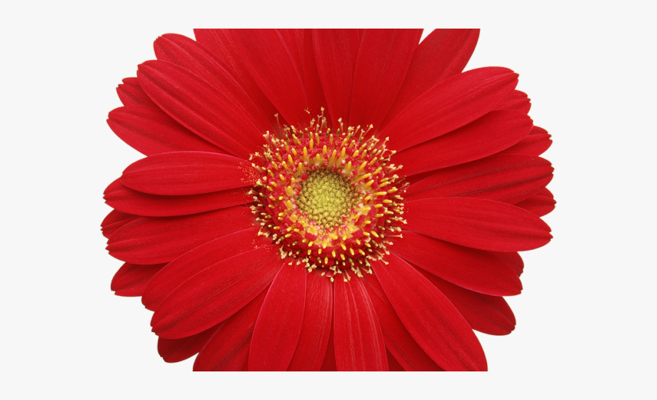Flower gerbera png . Daisy clipart colorful daisy