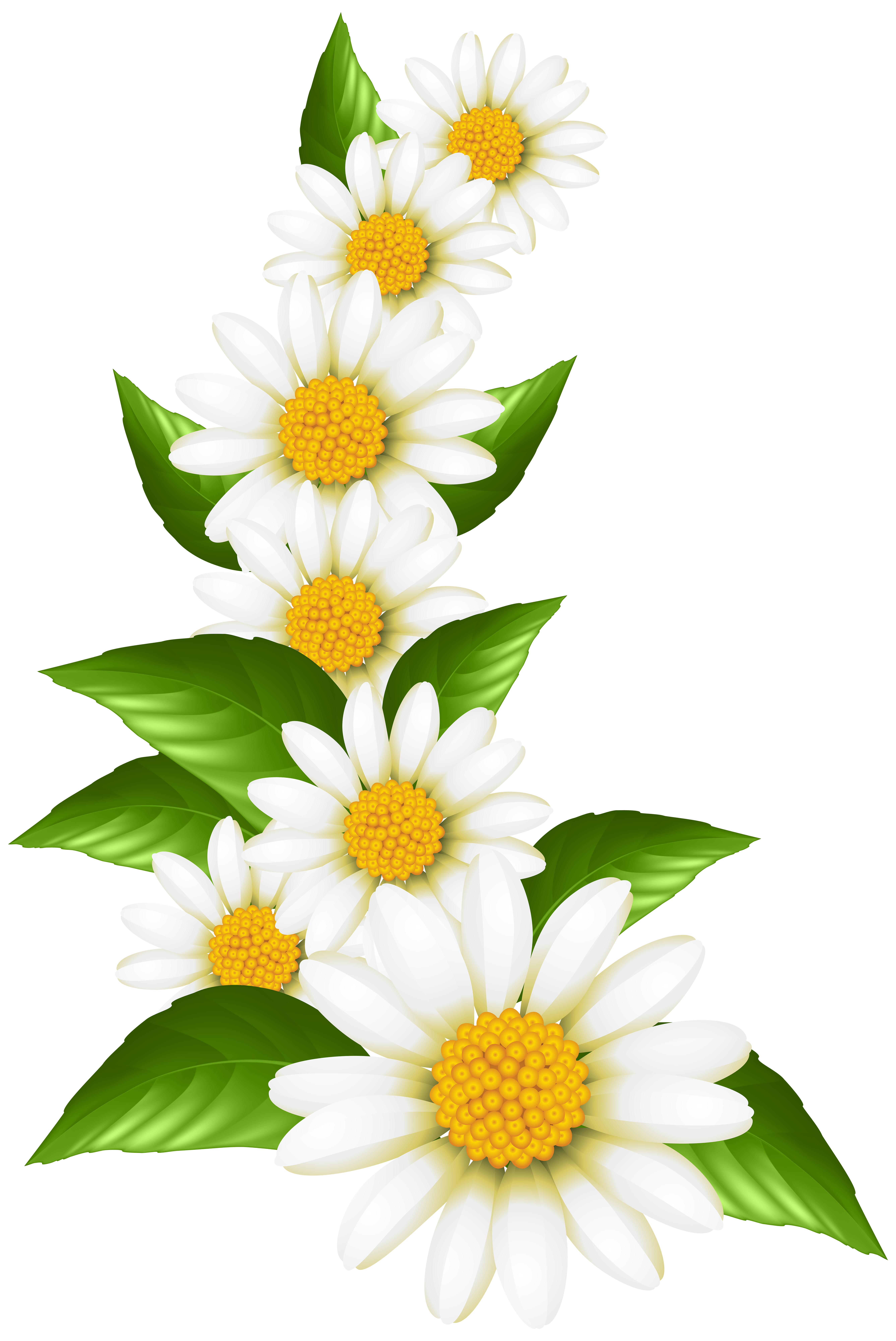 Pin by gurumurthy n. Daisies clipart january