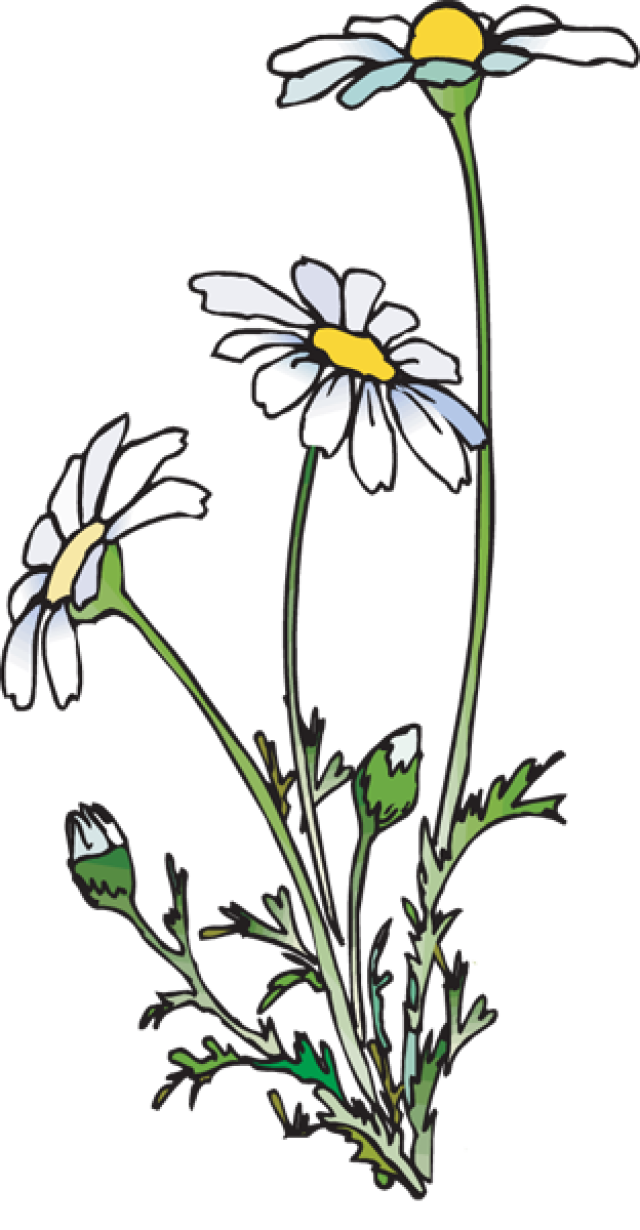 daisy clipart living thing