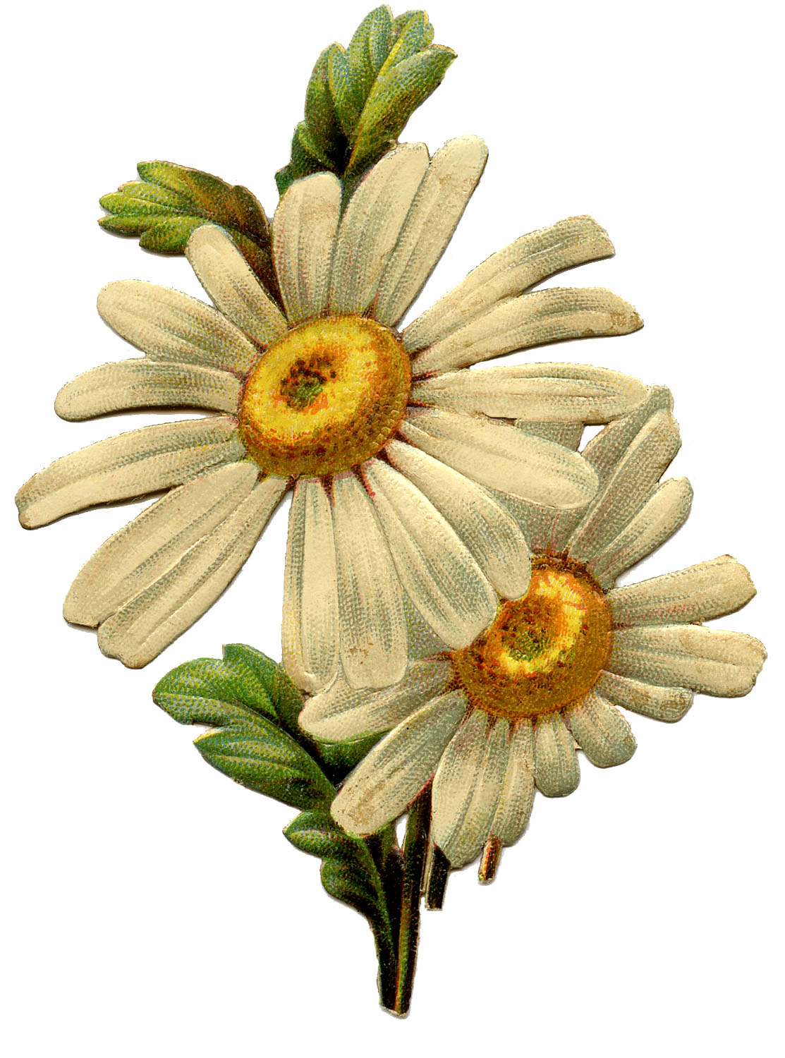 daisies clipart january
