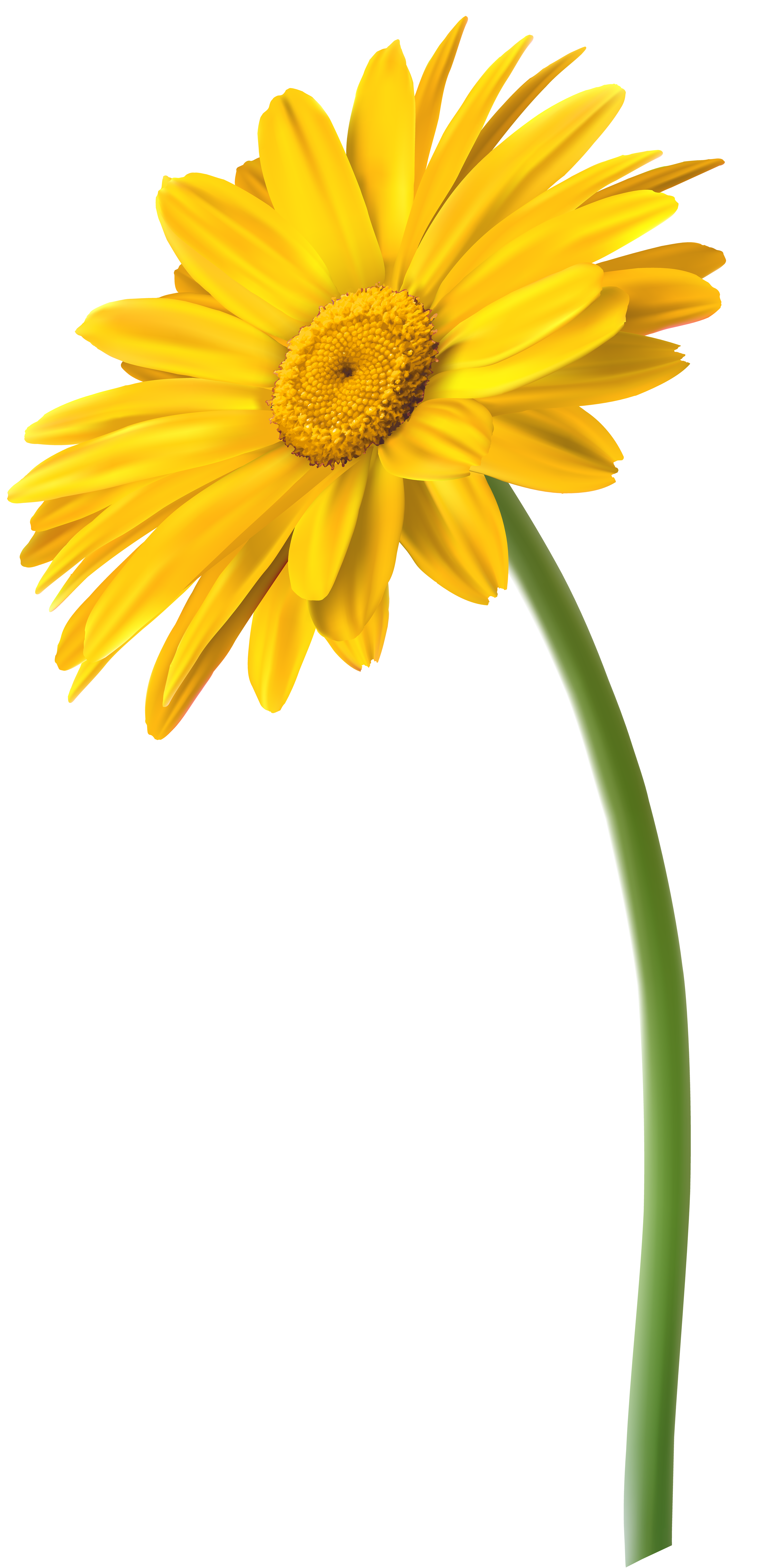 daisies clipart light yellow flower