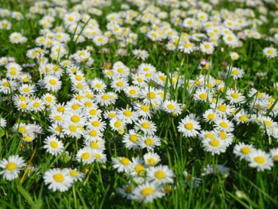 daisies clipart living thing