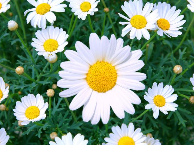 daisies clipart living thing