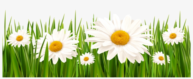 Poppies and with png. Daisies clipart long grass