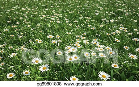 Stock illustration meadow bird. Daisies clipart long grass