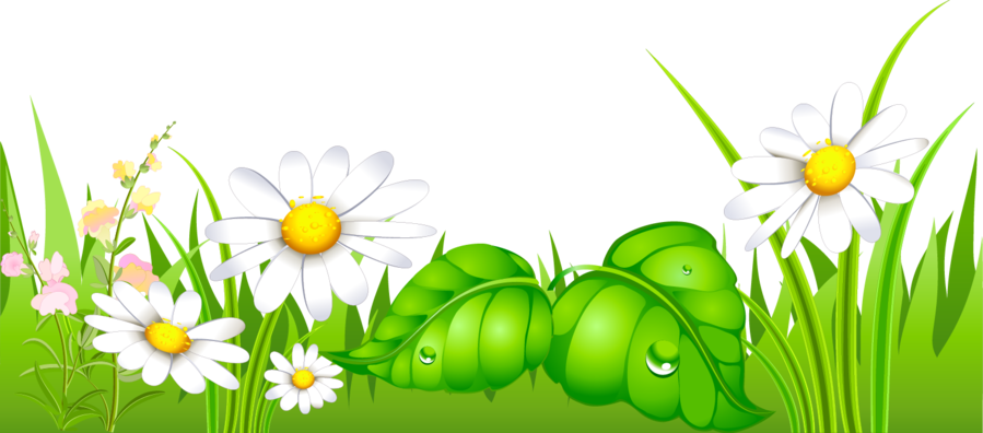 Daisies clipart long grass. Sky cartoon flower daisy