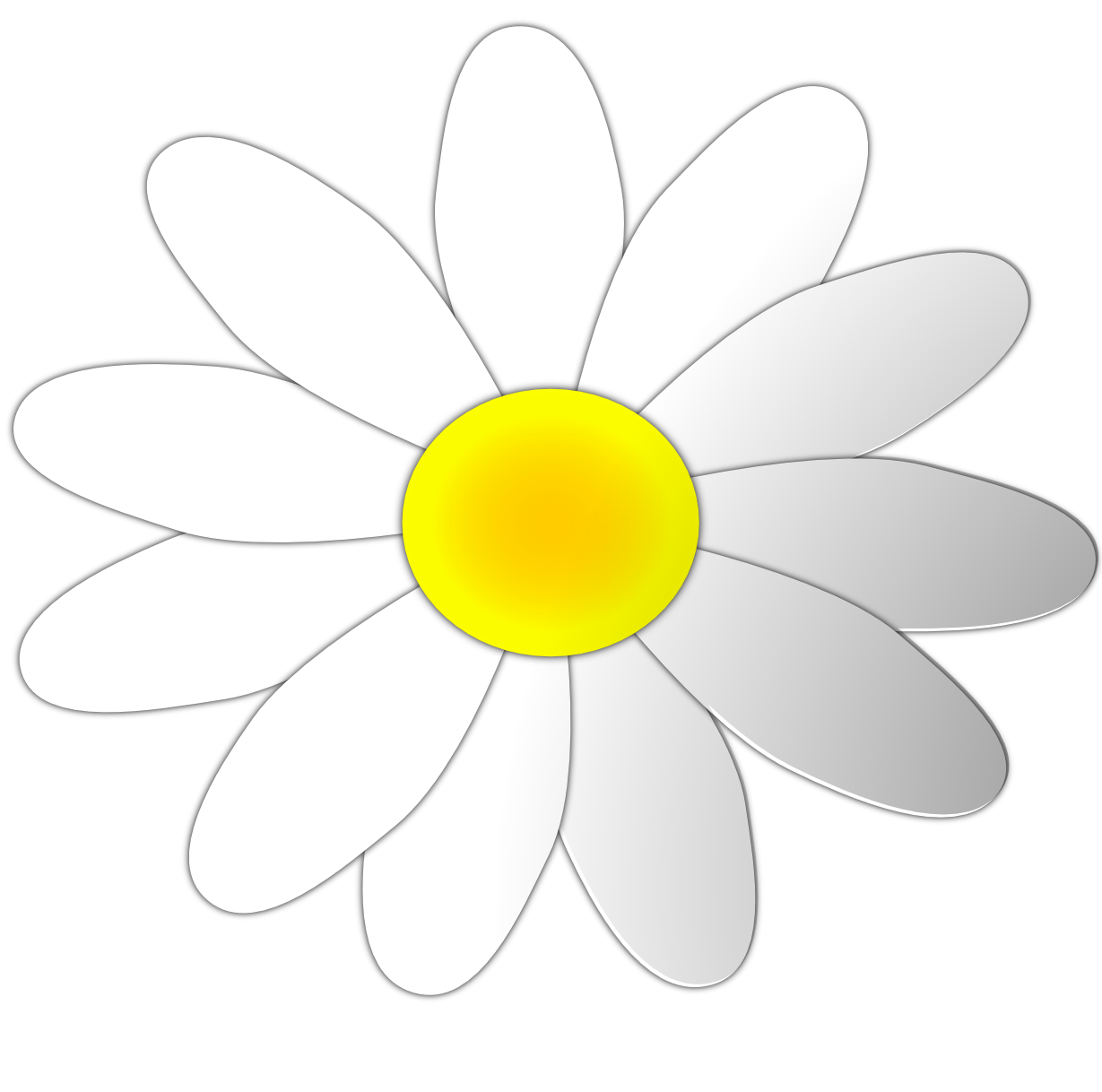 daisies clipart margarita flower