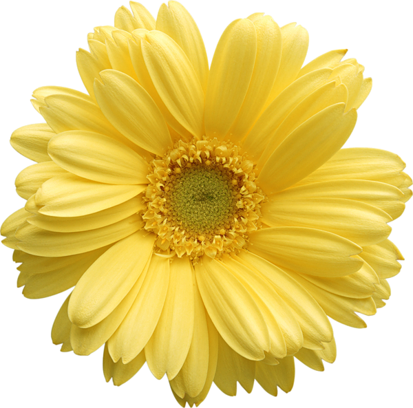 daisies clipart margarita flower
