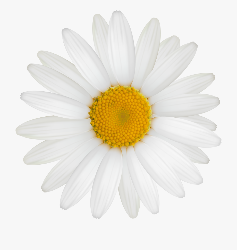 daisy clipart margarita flower