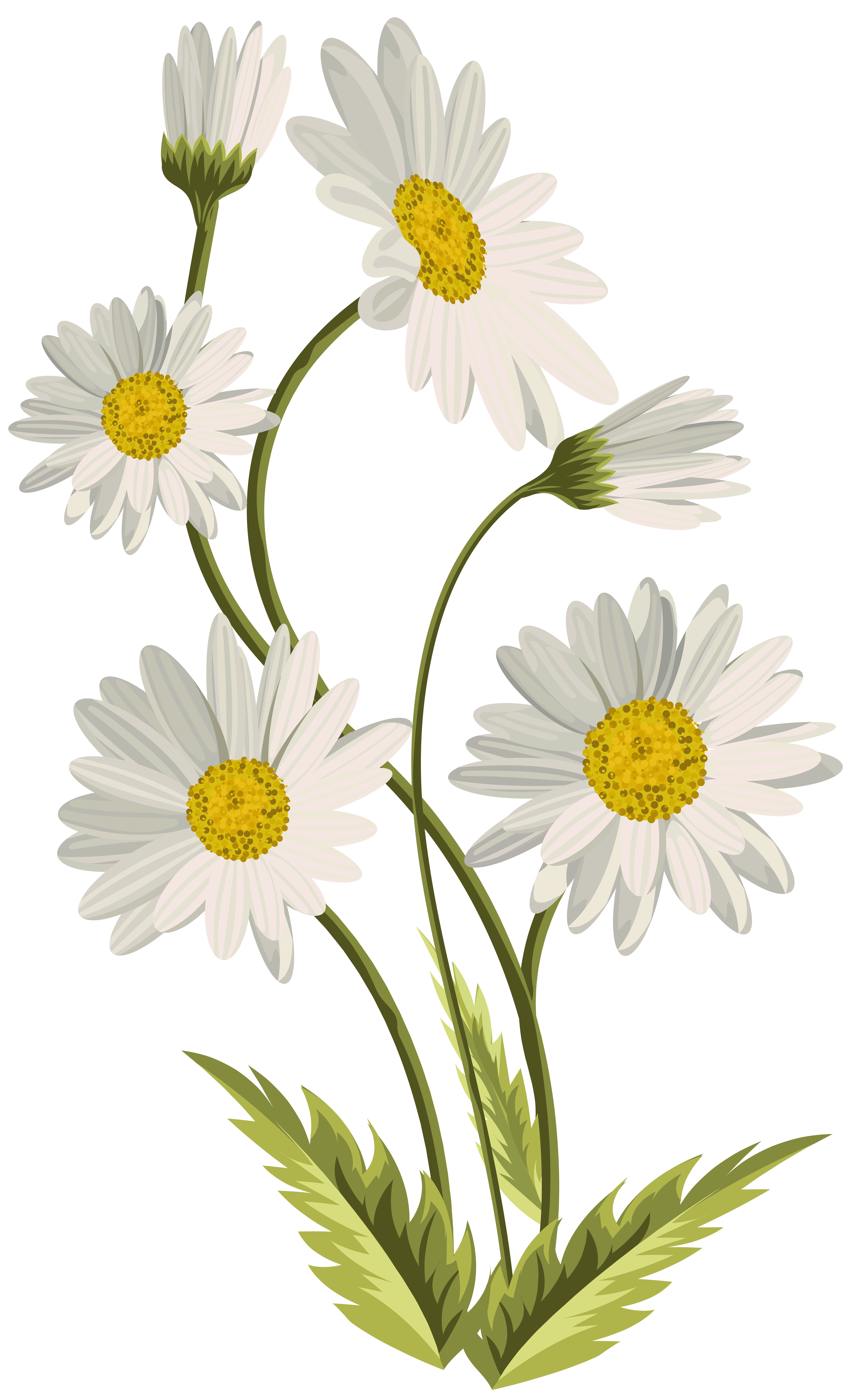 daisy clipart different flower