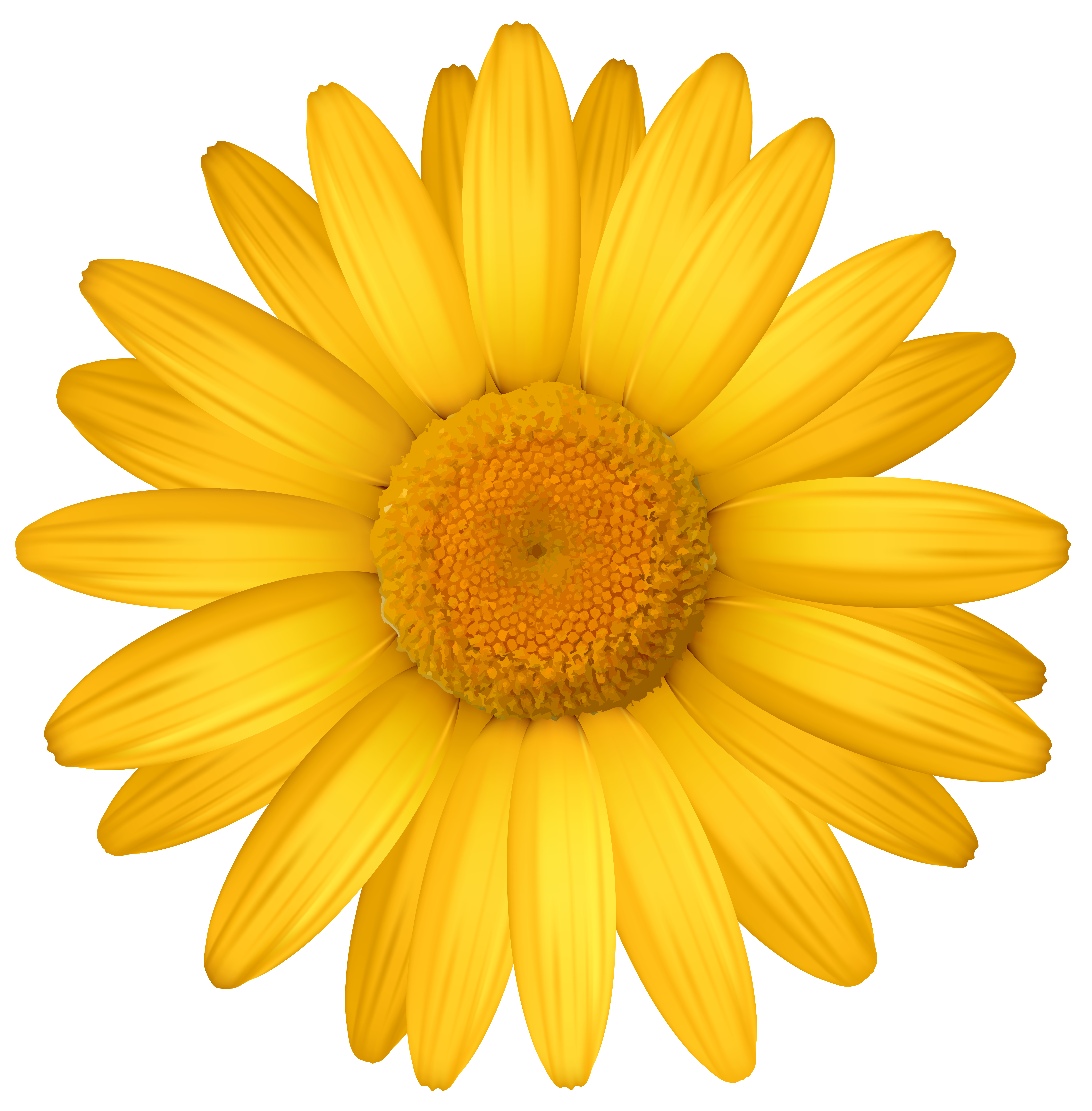 Gerbera daisy clip art - 🧡 Yellow Gerber Daisy Clipart Gerber d...
