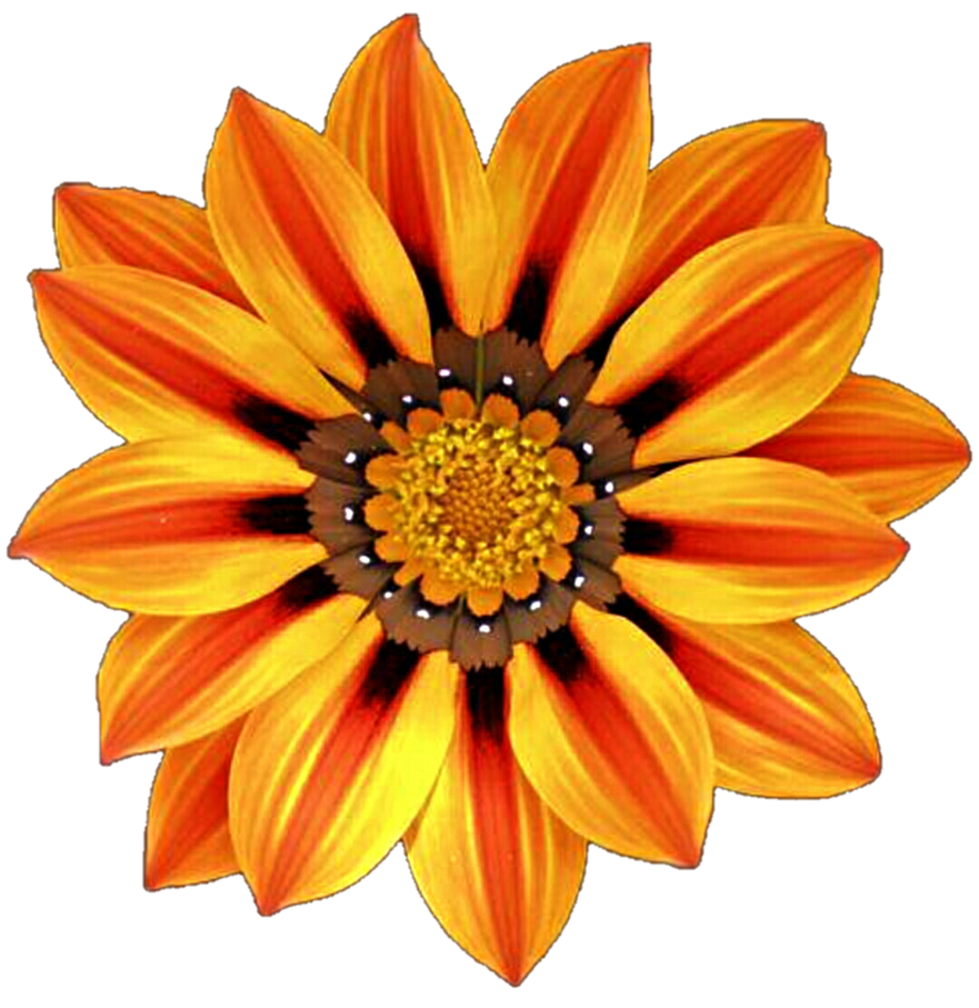 Daisies clipart orange. African daisy by jeanicebartzen