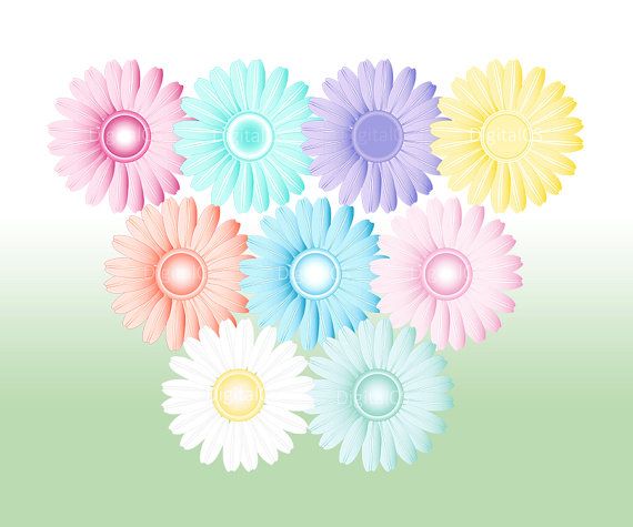 daisies clipart pastel