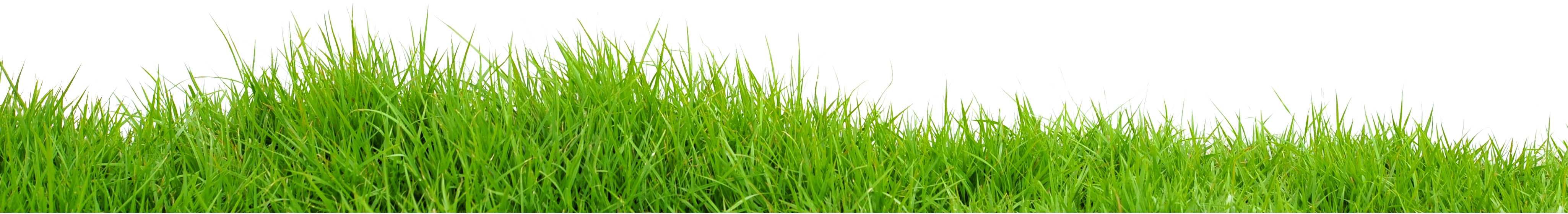 Free pictures download projects. Grass png images