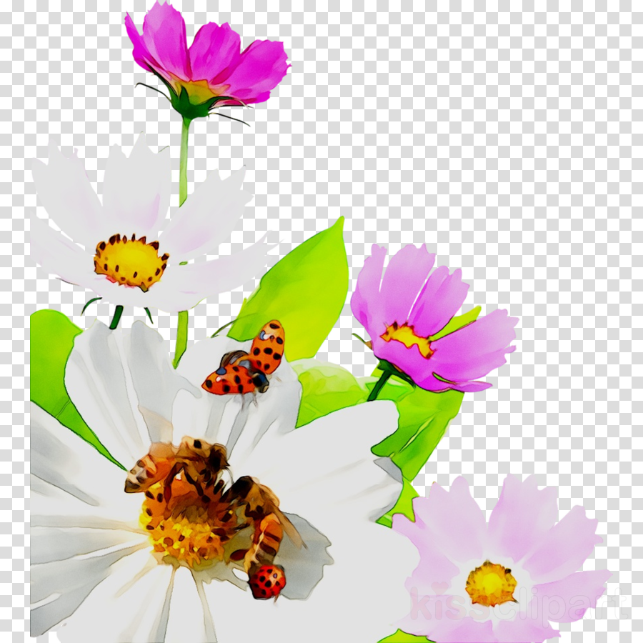 daisies clipart plant insect