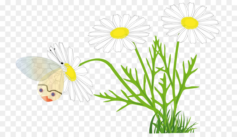 daisy clipart plant insect