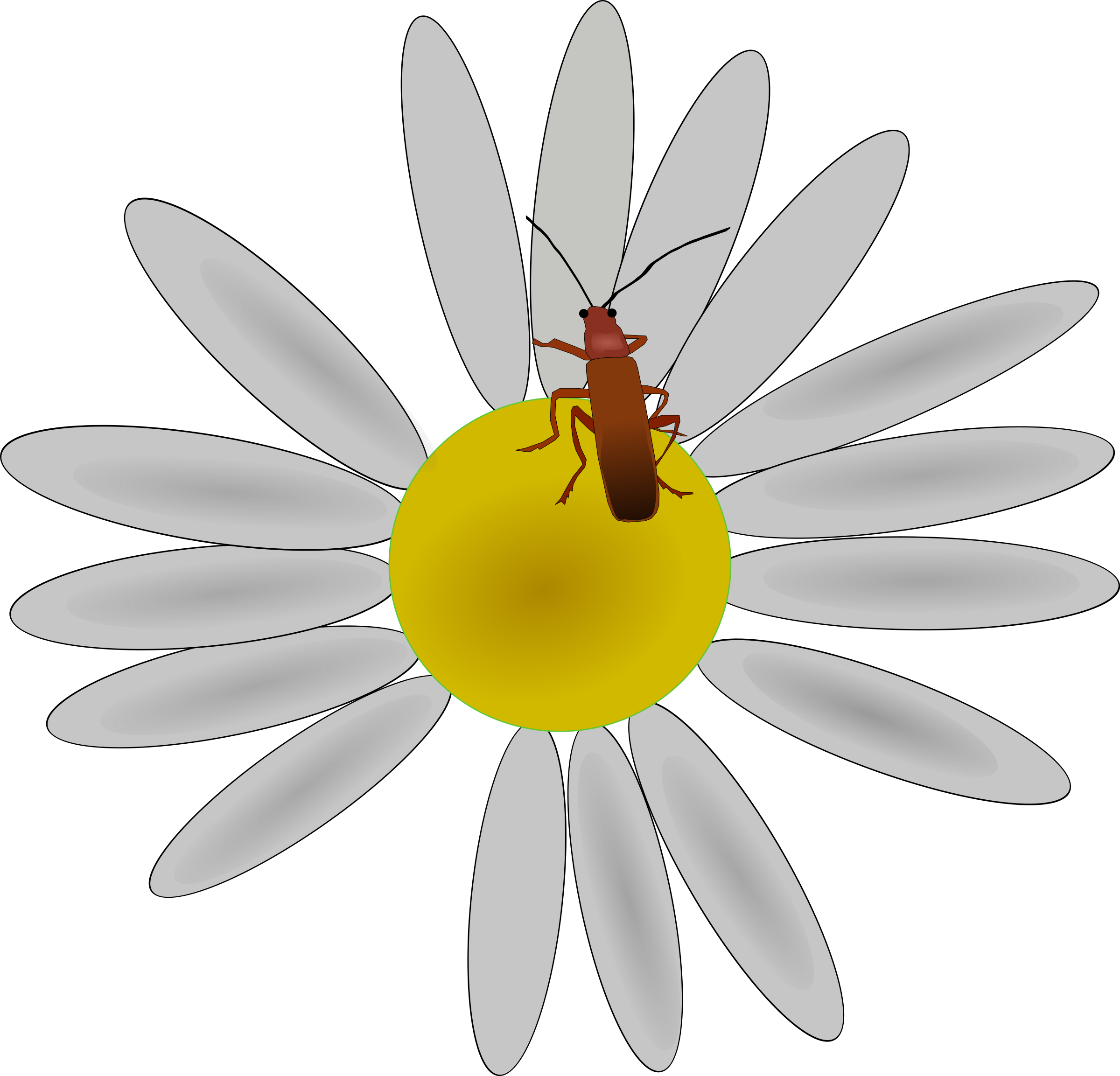 daisies clipart plant insect