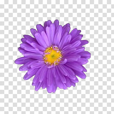 Flowers world transparent background. Daisies clipart purple daisy