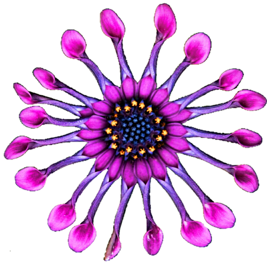 daisy clipart purple
