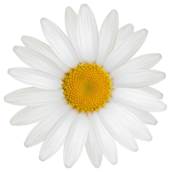 daisies clipart real