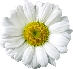 daisies clipart real