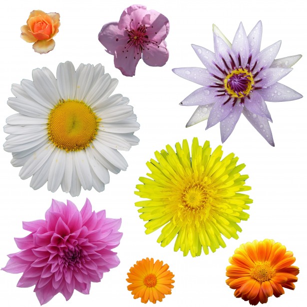 daisies clipart realistic