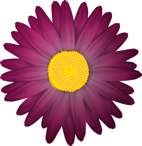 daisies clipart realistic